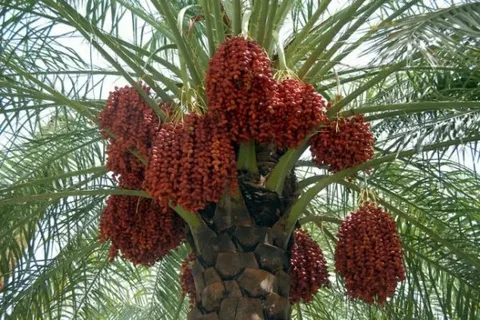 تصویر 3 از خرید خرما پیارم اعلا + قیمت فروش استثنایی